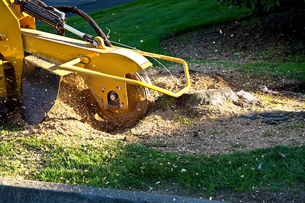 Tree Service Company in Black Diamond, WA